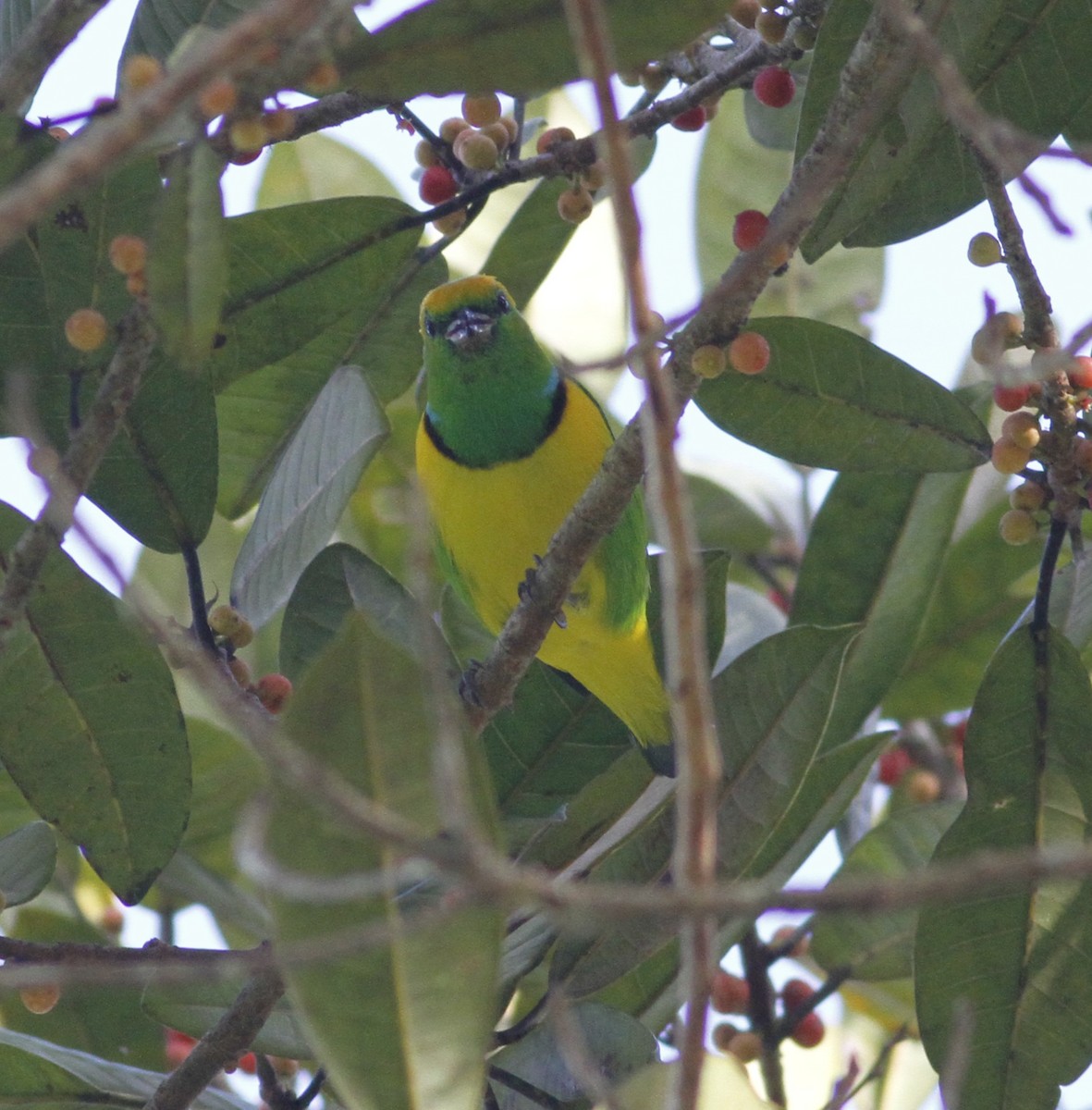 Golden-browed Chlorophonia - ML643251172