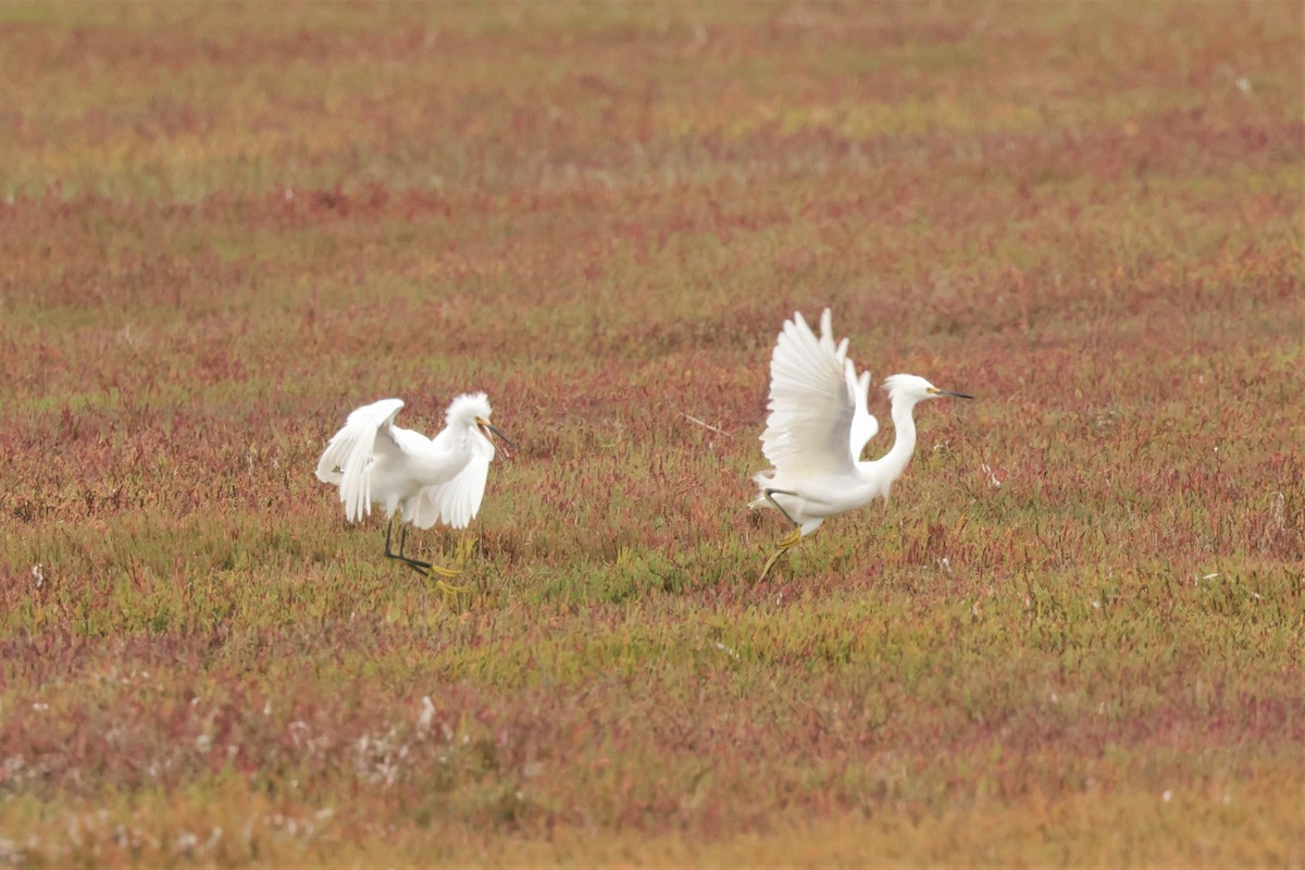 Snowy Egret - ML643251173