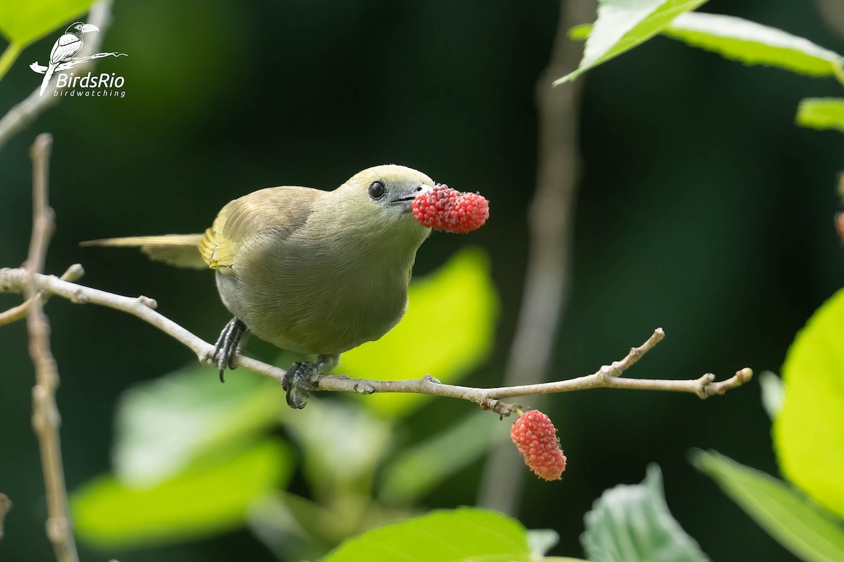 Palm Tanager - ML643251174