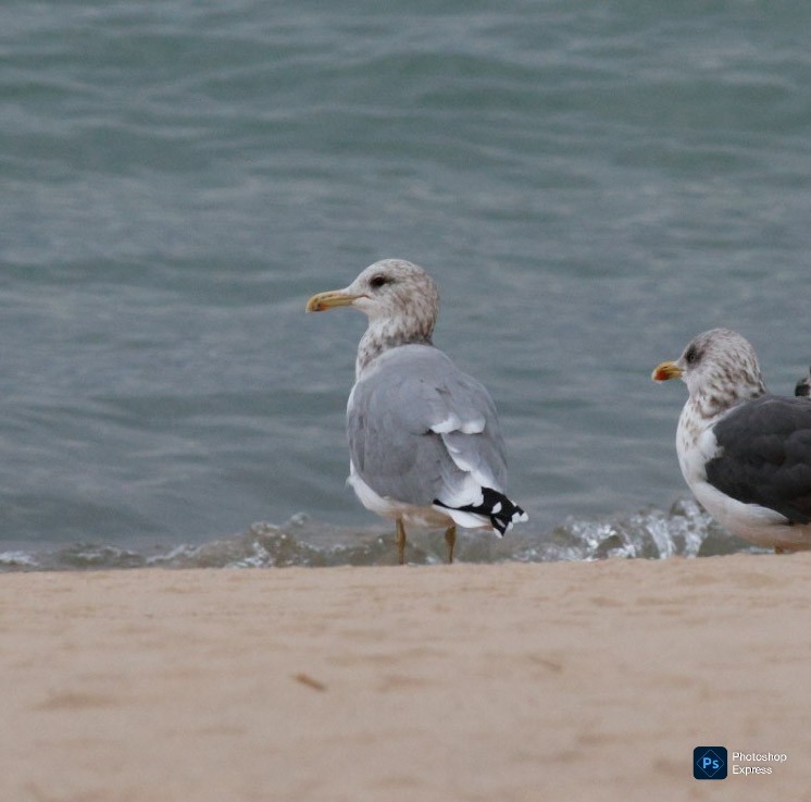 California Gull - ML643251197