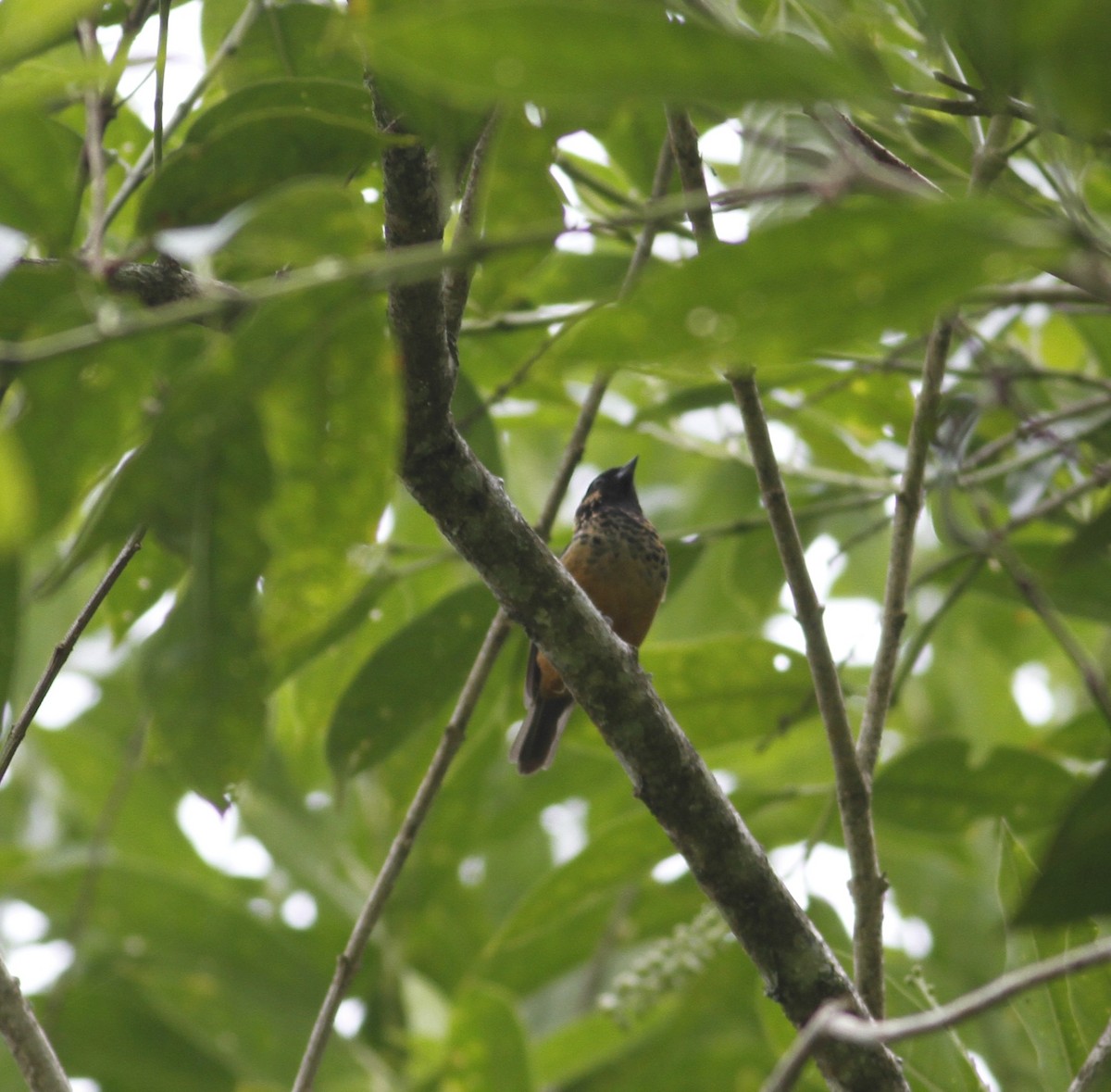 Spangle-cheeked Tanager - ML643251199
