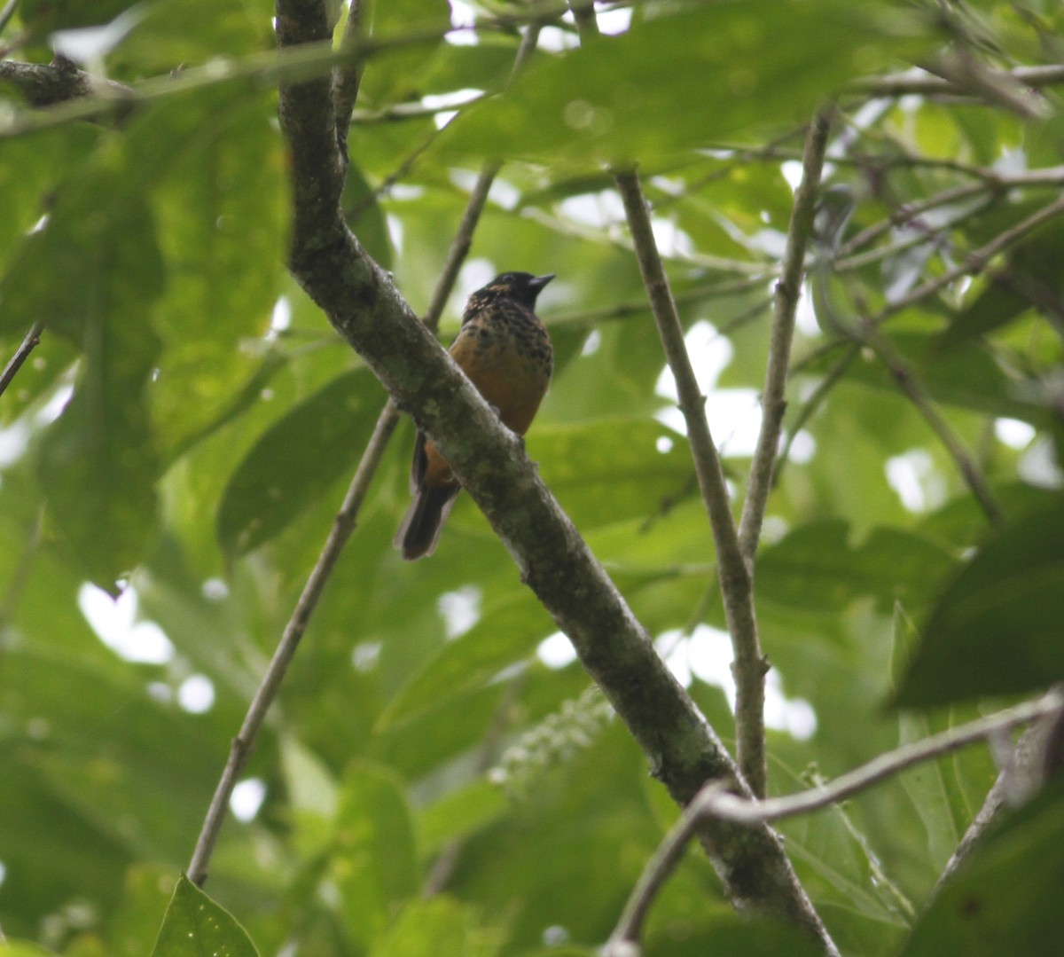 Spangle-cheeked Tanager - ML643251200