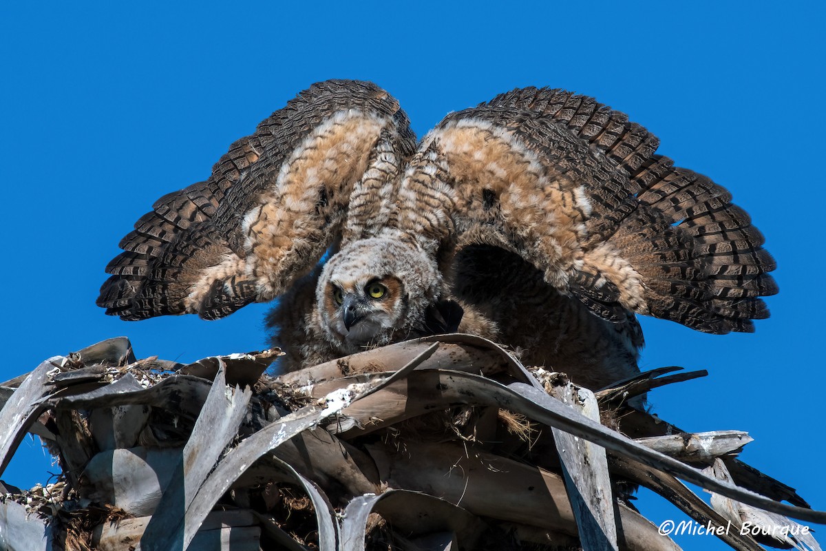 Great Horned Owl - ML643251233