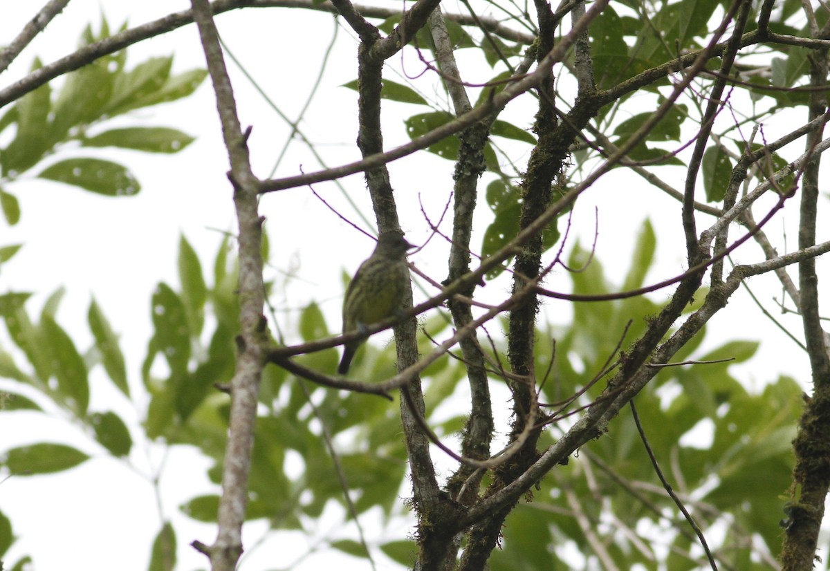 Sharpbill - ML643251234