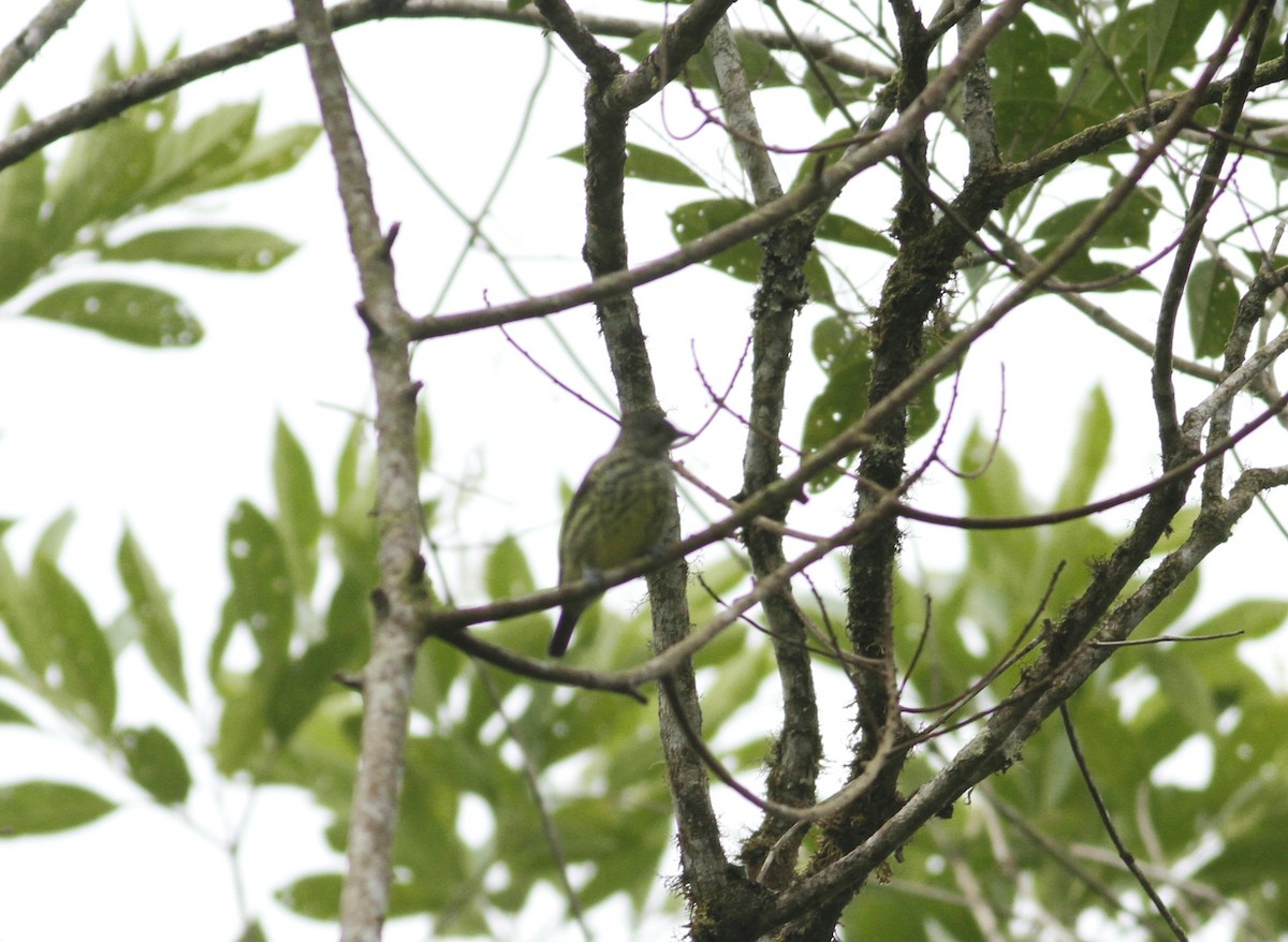 Sharpbill - ML643251235