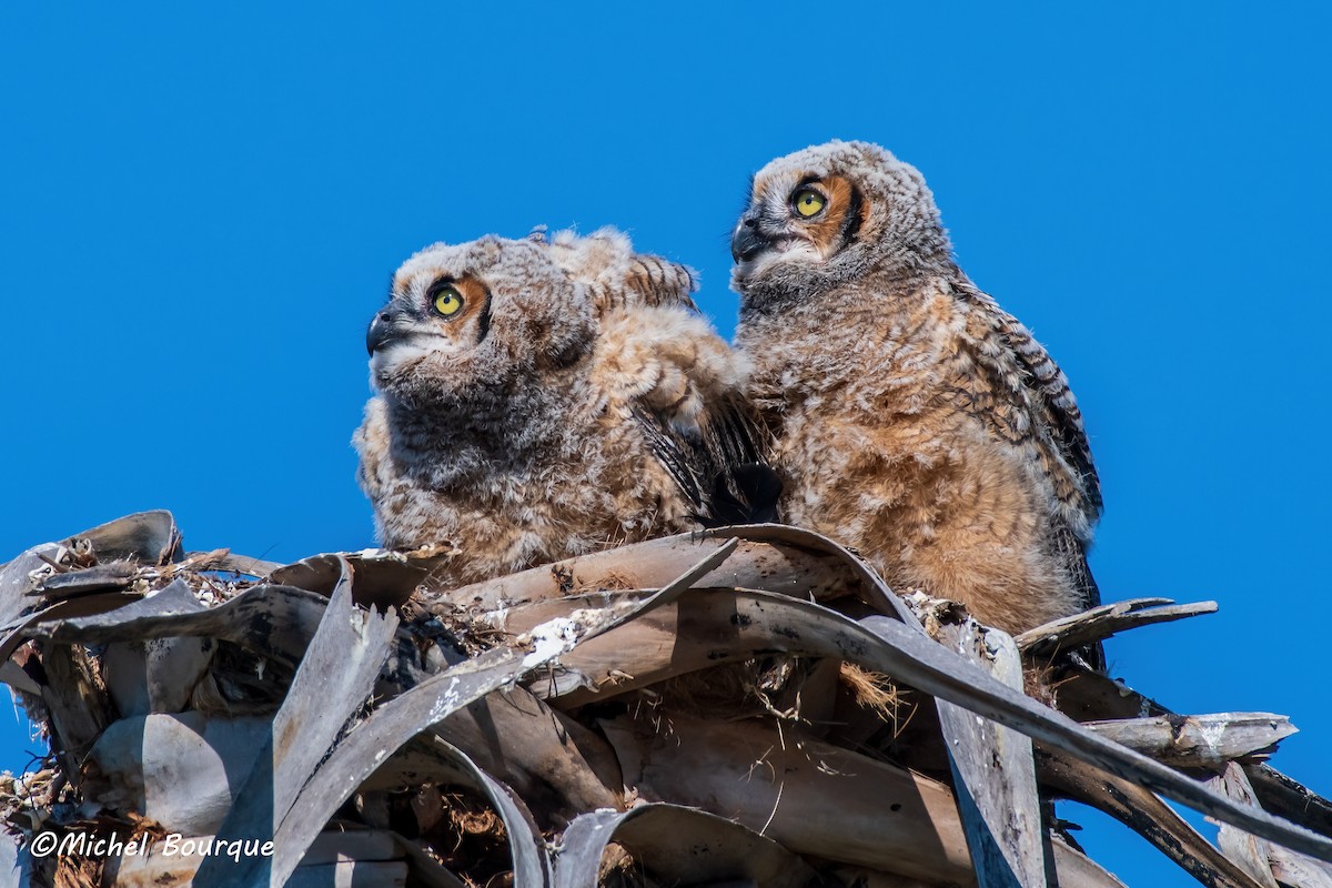 Great Horned Owl - ML643251241
