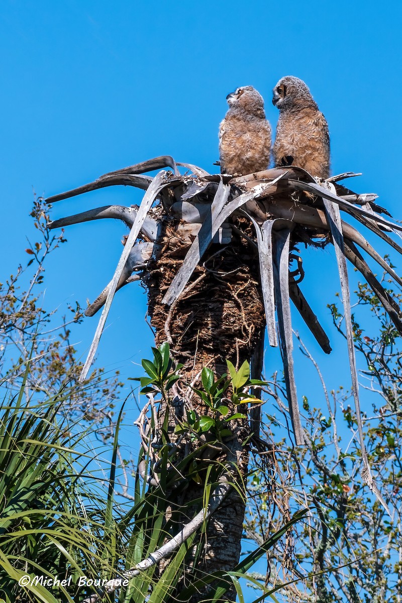 Great Horned Owl - ML643251242