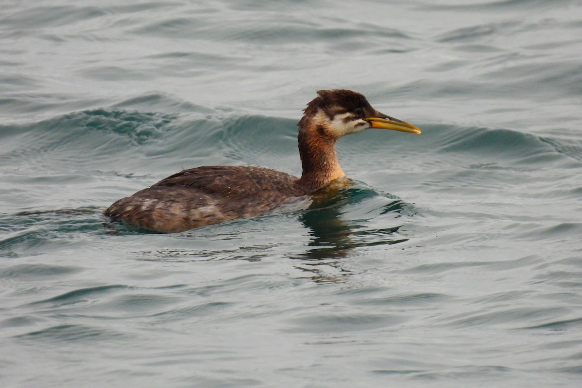 Red-necked Grebe - ML643251246