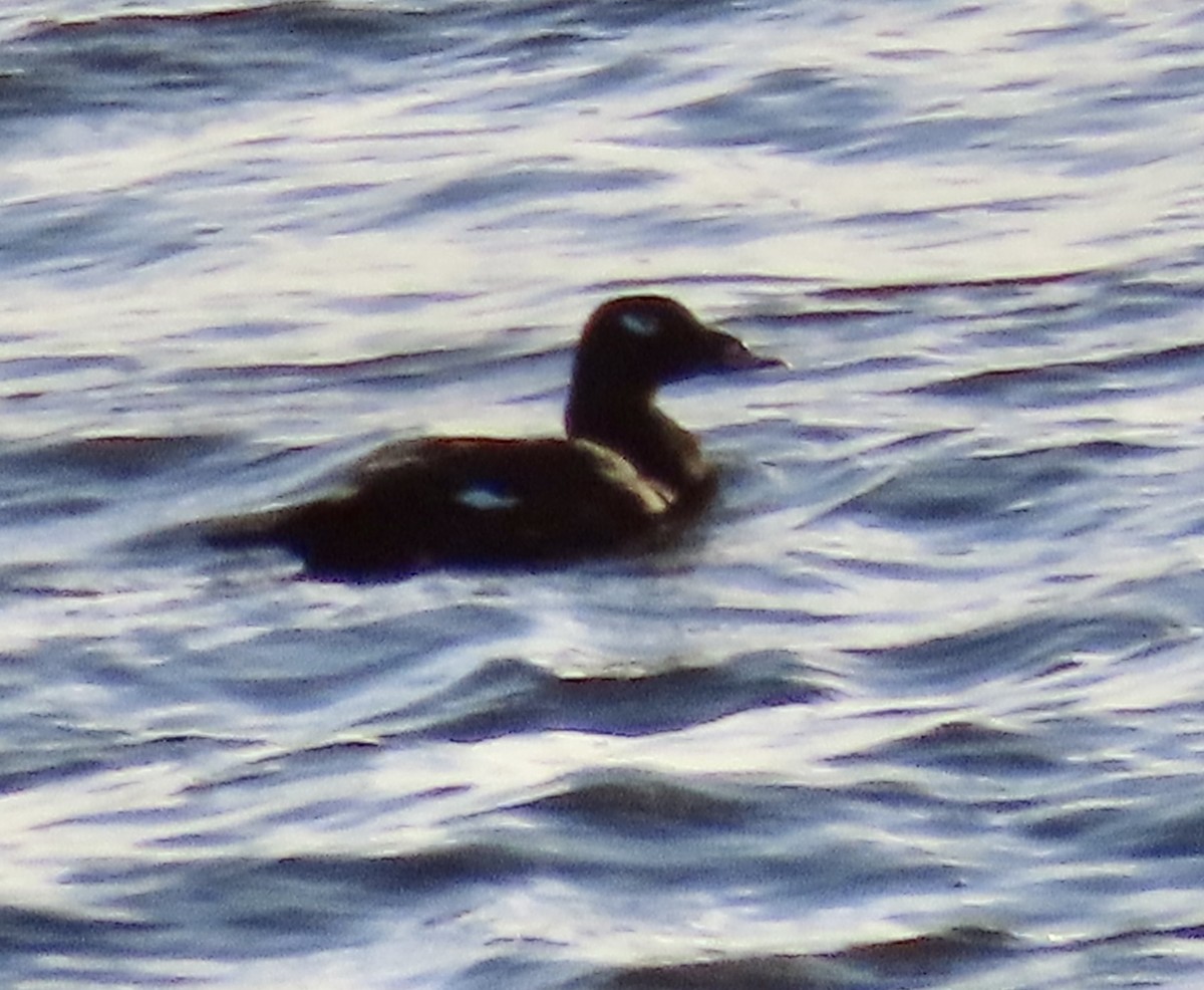 White-winged Scoter - ML643251249