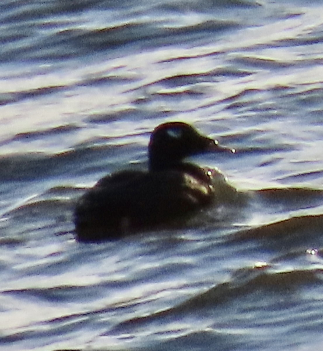 White-winged Scoter - ML643251250