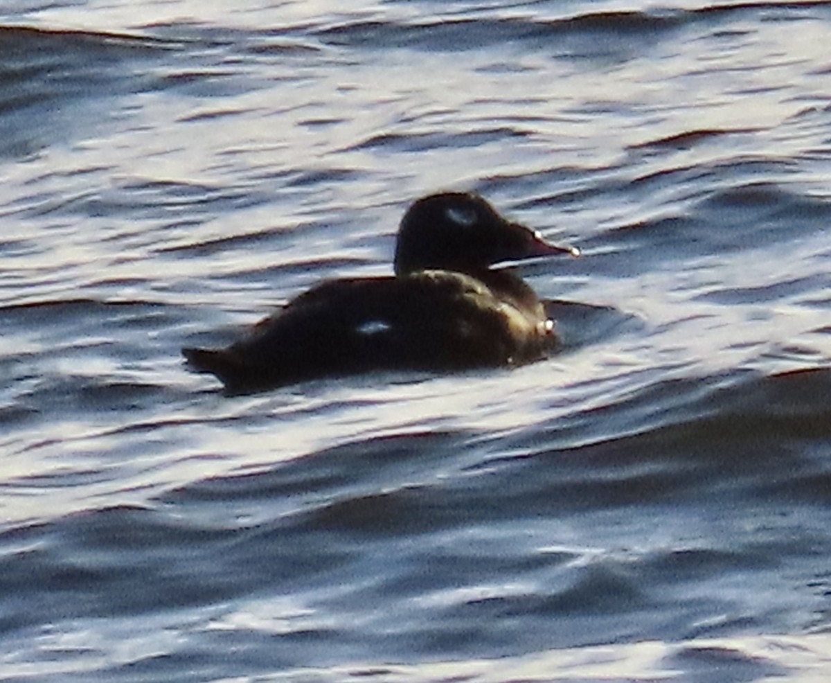 White-winged Scoter - ML643251251