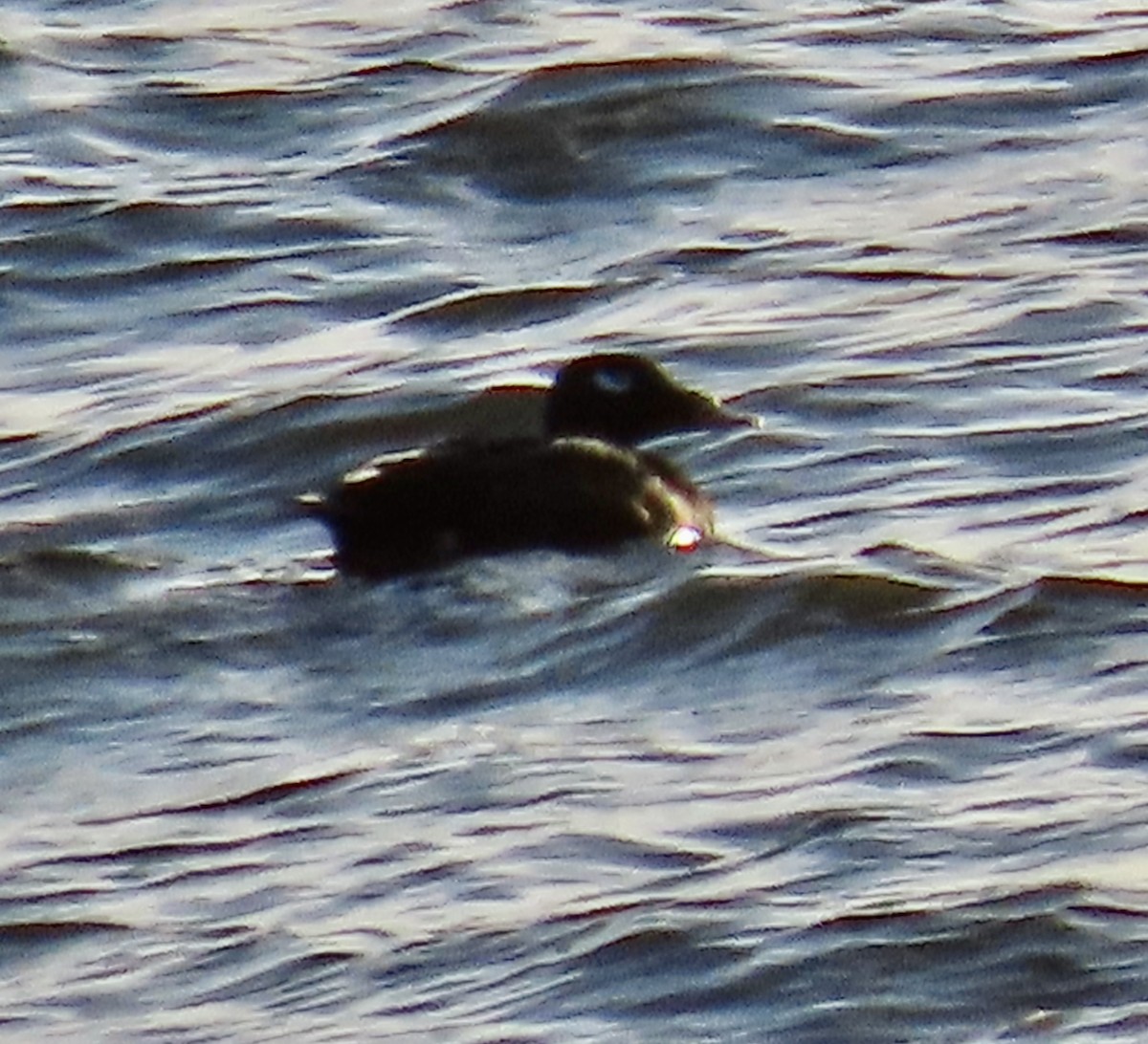 White-winged Scoter - ML643251252