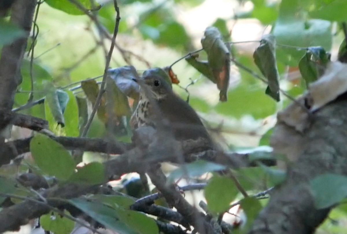 thrush sp. - ML643251258