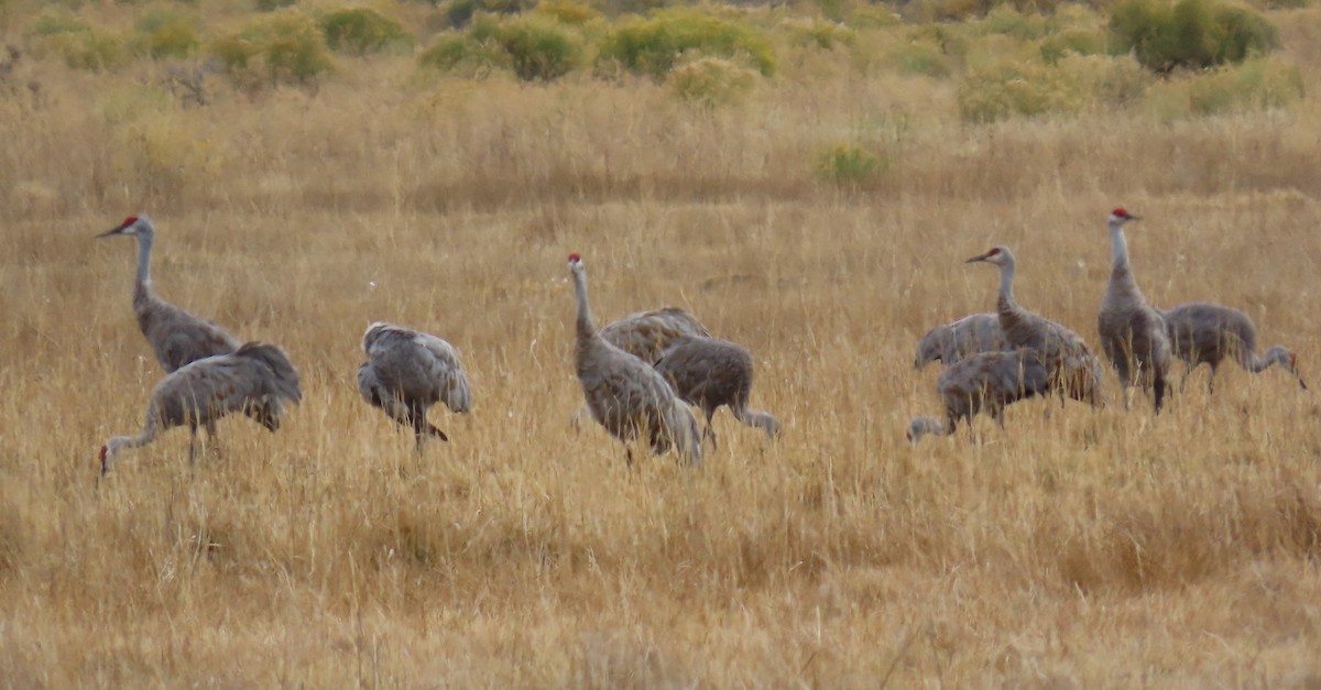 Sandhill Crane - ML643251268