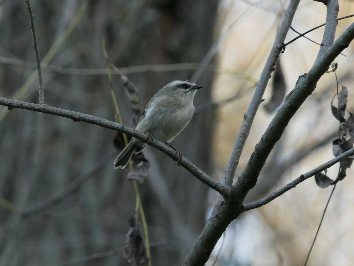 Golden-crowned Kinglet - ML643251273