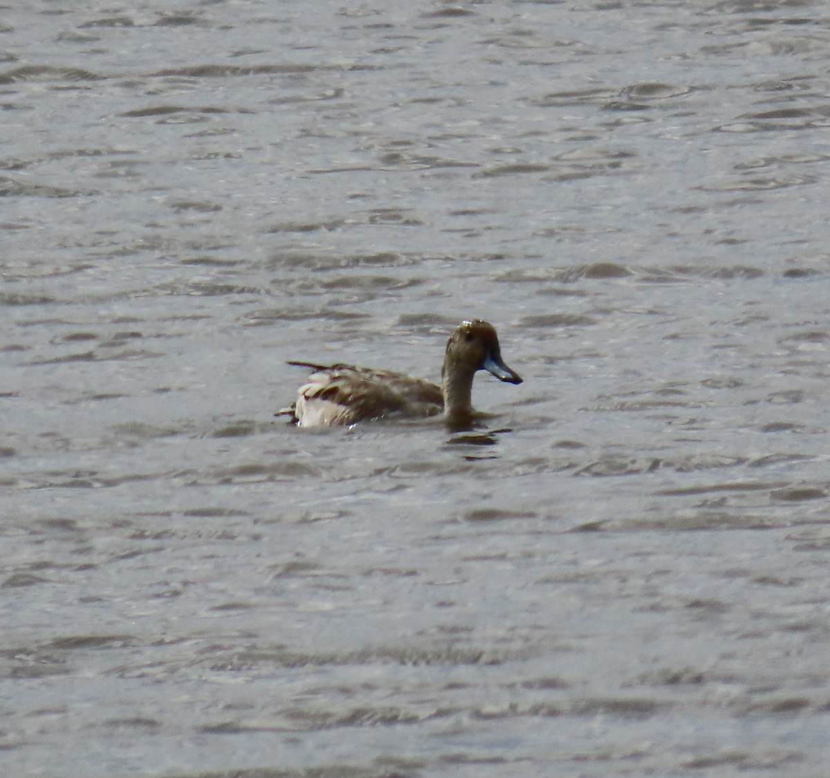 ברווז חד-זנב - ML643251300