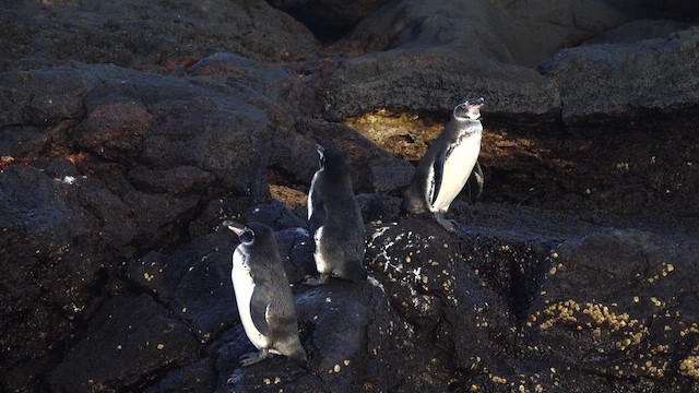 Galapagos Penguin - ML643251320