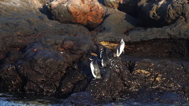 Galapagos Penguin - ML643251322