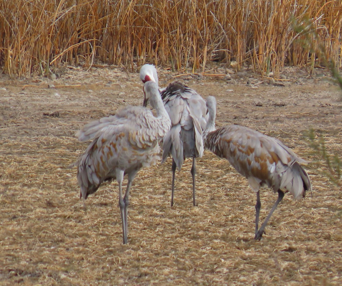 עגור קנדי - ML643251325
