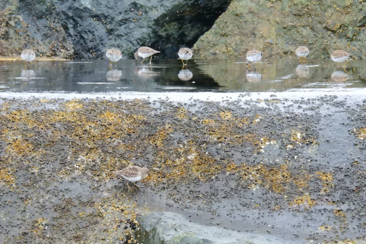 Least Sandpiper - ML643251332