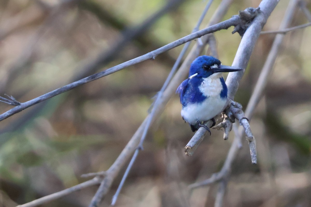 Little Kingfisher - ML643251336