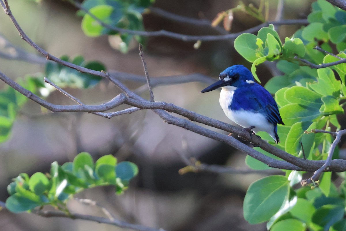 Little Kingfisher - ML643251337