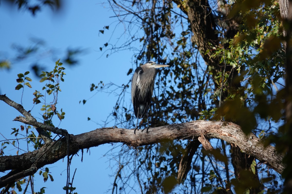 Great Blue Heron - ML643251383