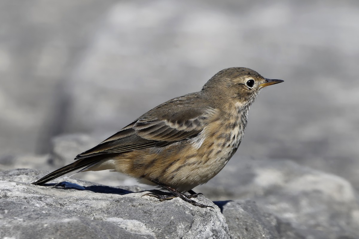 Pipit d'Amérique - ML643251385