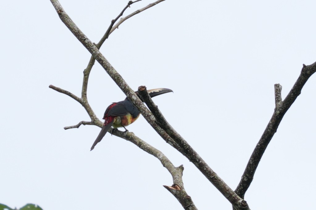 Collared Aracari - ML643251400