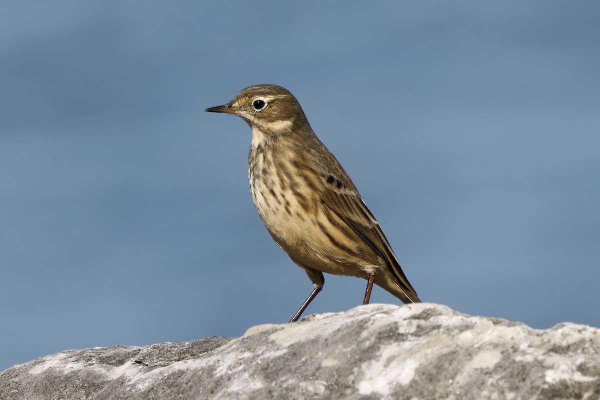 Pipit d'Amérique - ML643251401