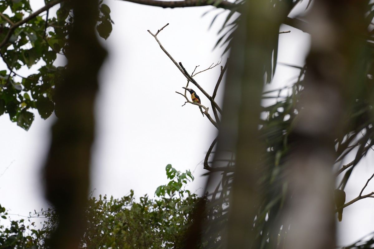 Collared Aracari - ML643251411