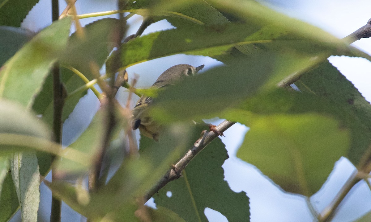 Ruby-crowned Kinglet - ML643251431