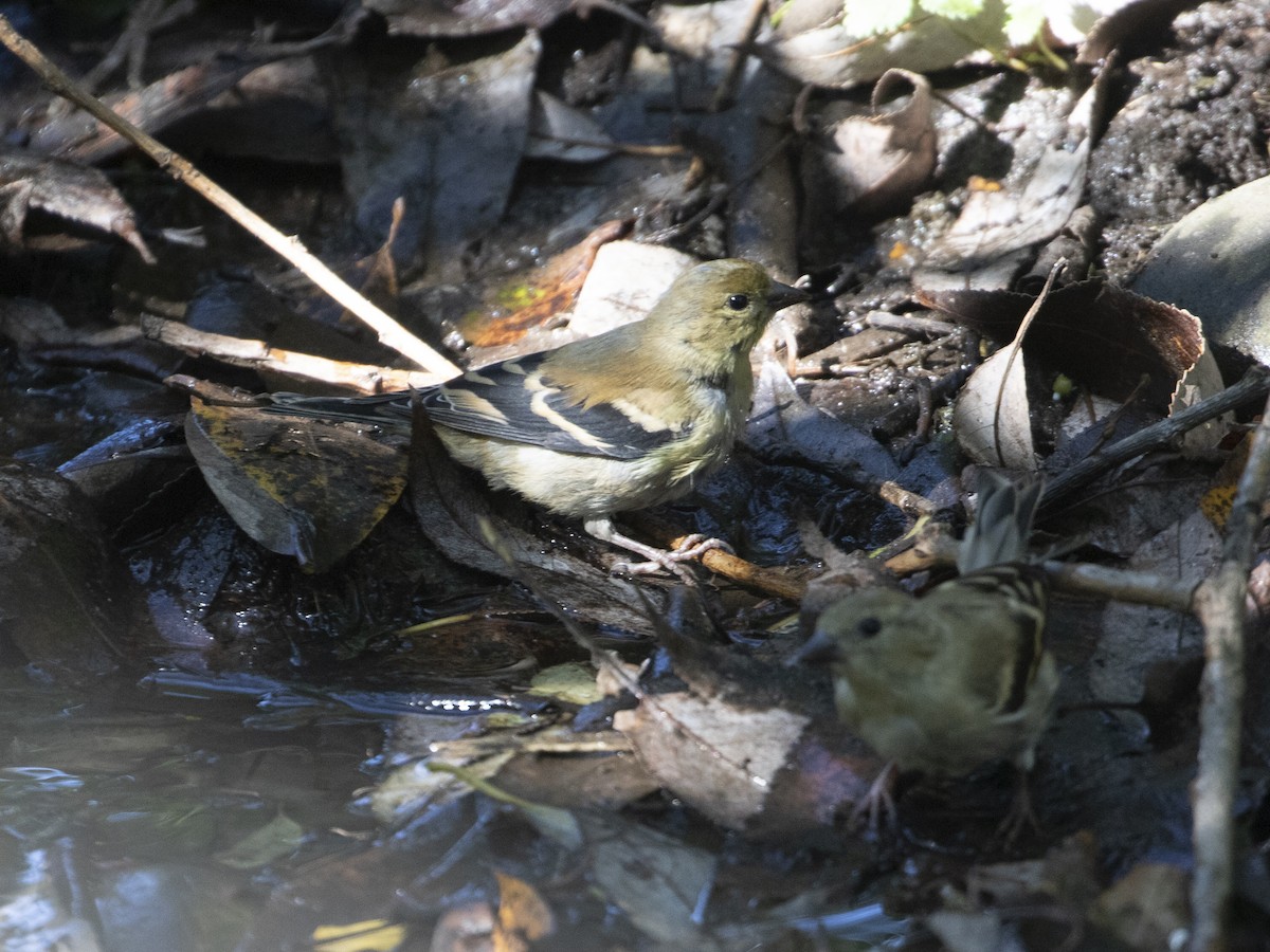American Goldfinch - ML643251452