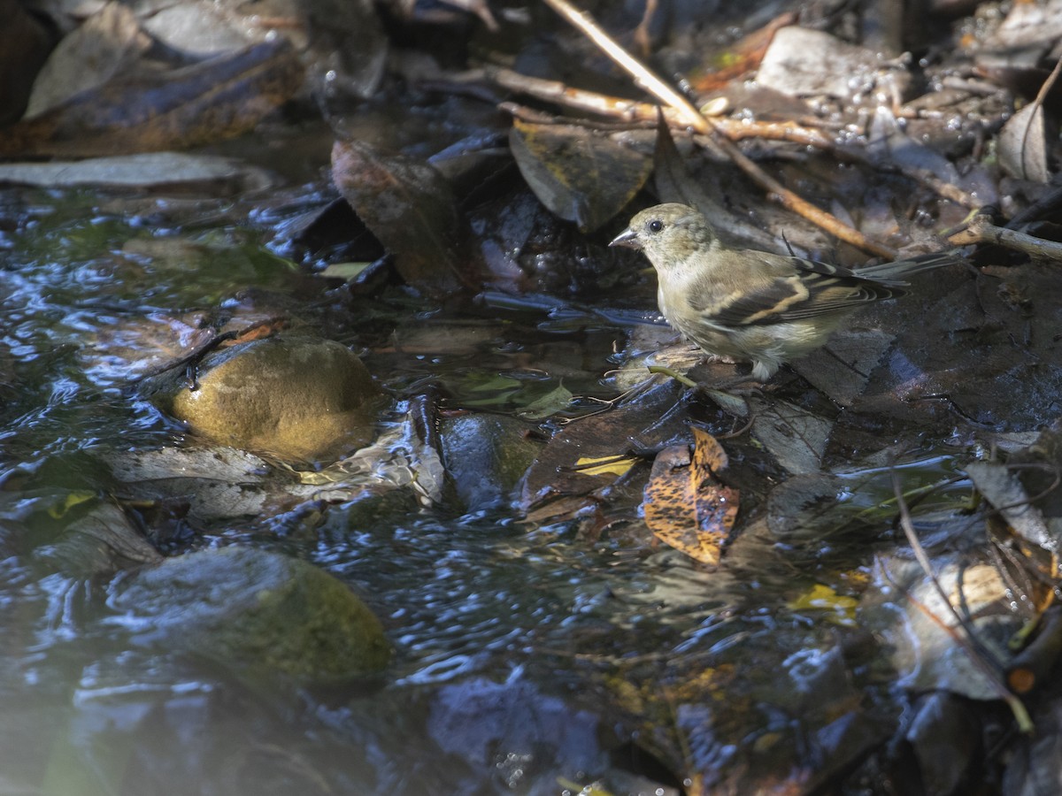 American Goldfinch - ML643251453