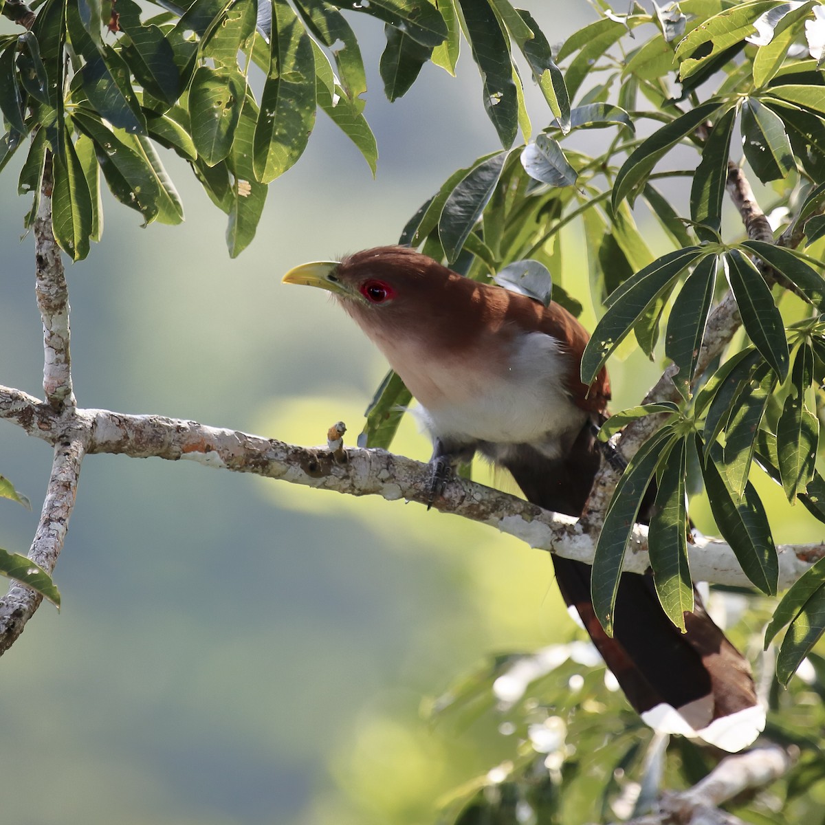 Squirrel Cuckoo - ML643251468