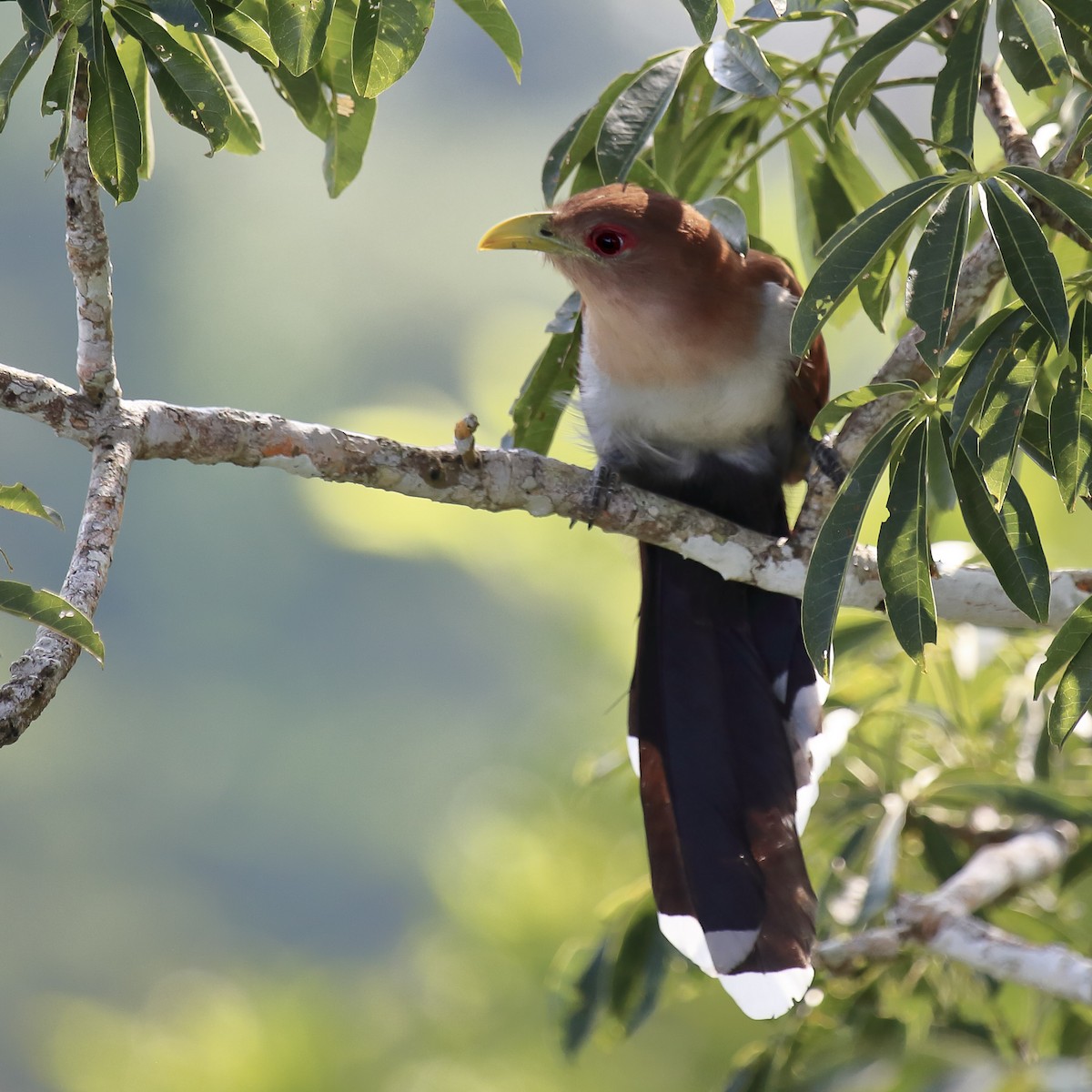 Squirrel Cuckoo - ML643251469