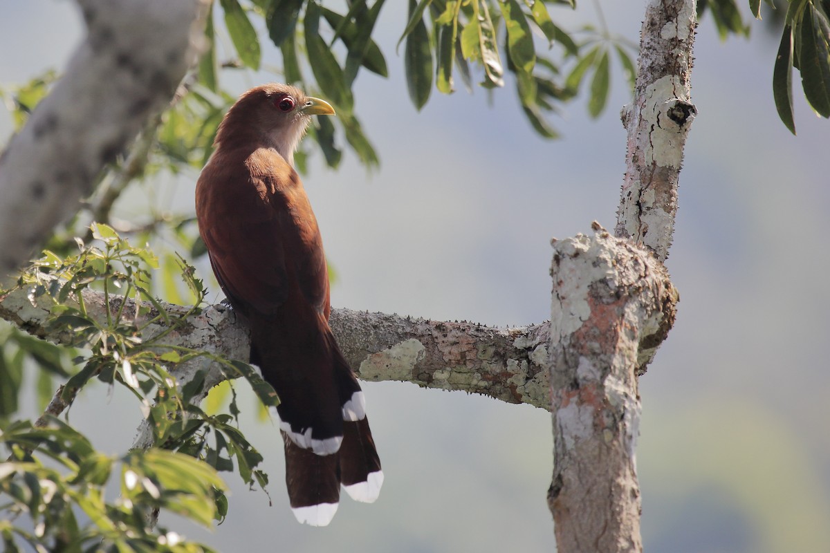 Squirrel Cuckoo - ML643251470