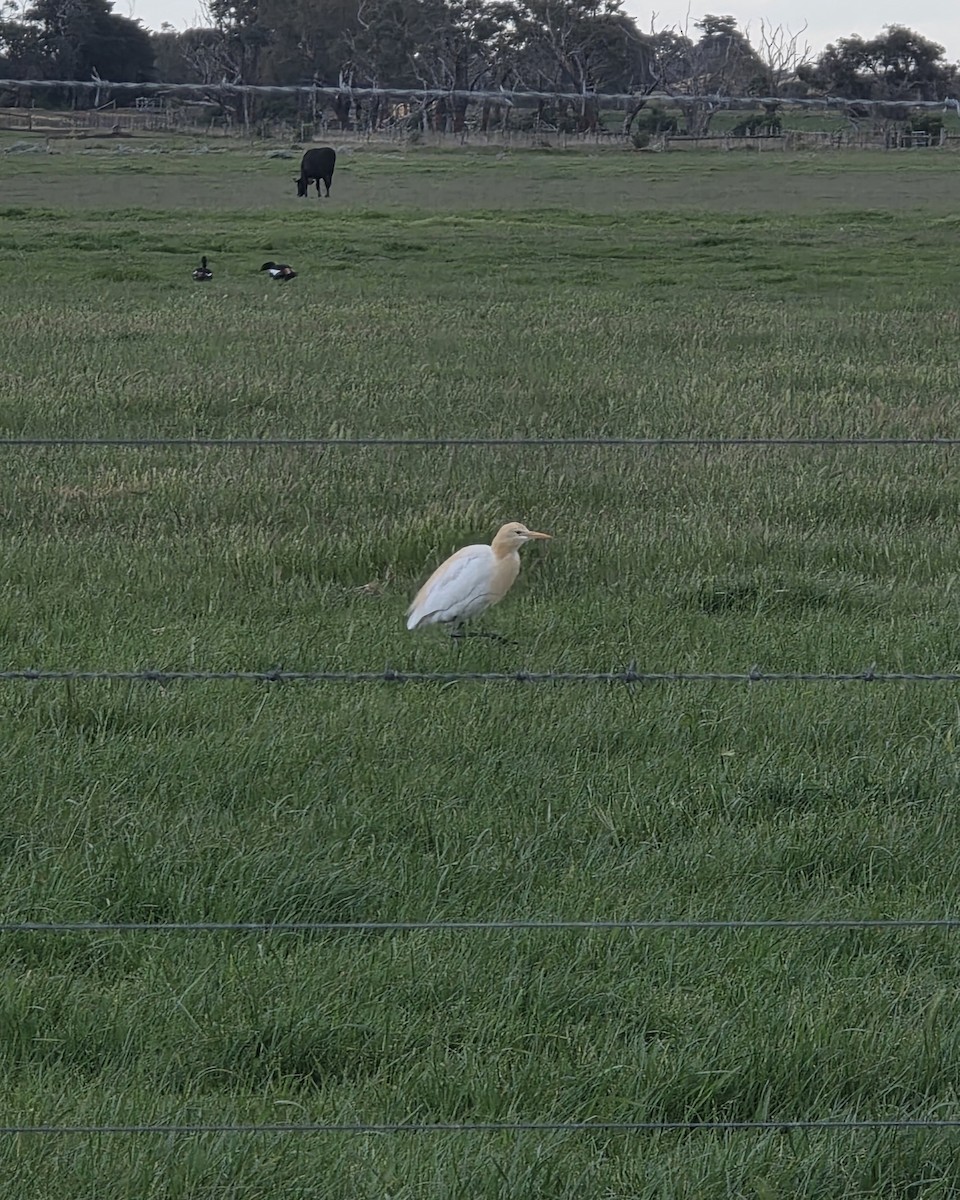 Eastern Cattle-Egret - ML643251485