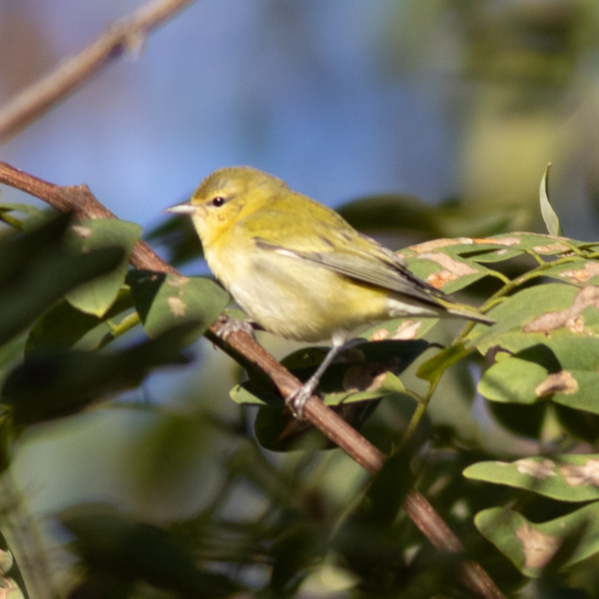 Tennessee Warbler - ML643251490