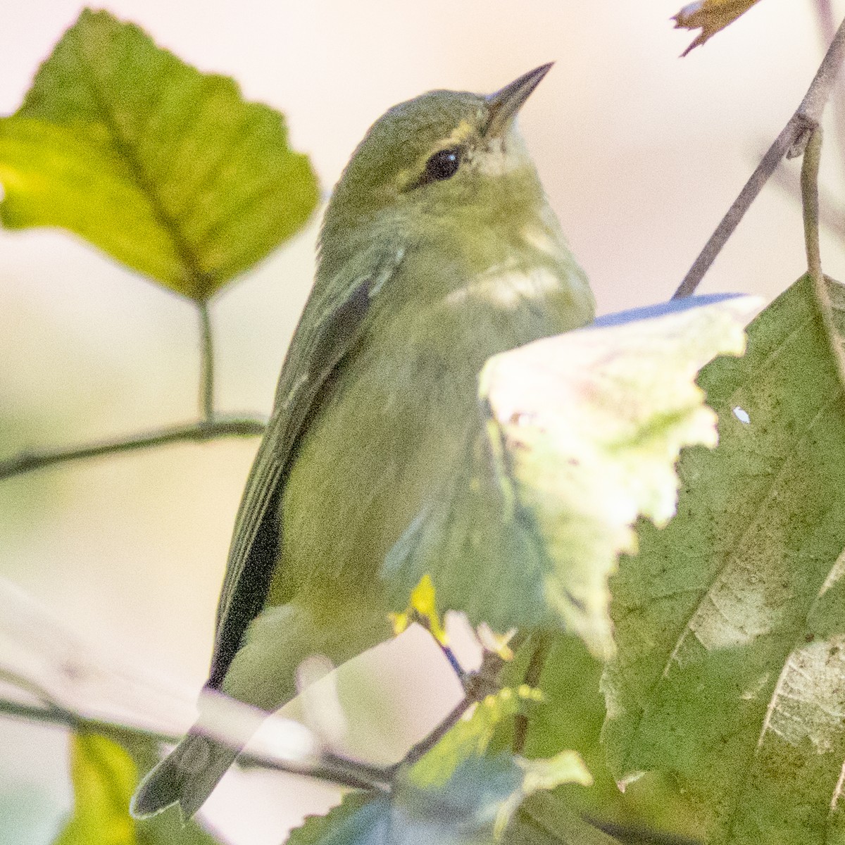 Tennessee Warbler - ML643251492