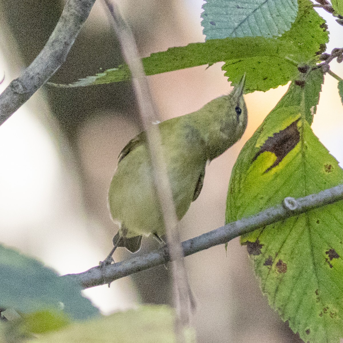 Tennessee Warbler - ML643251493
