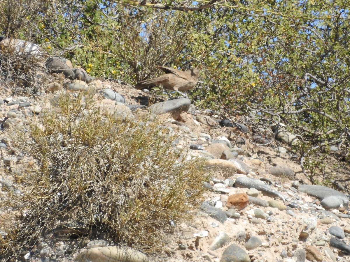 ノドジロエボシカマドドリ - ML643251496