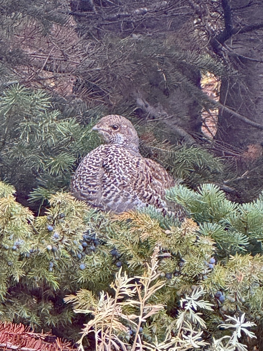 Dusky Grouse - ML643251503