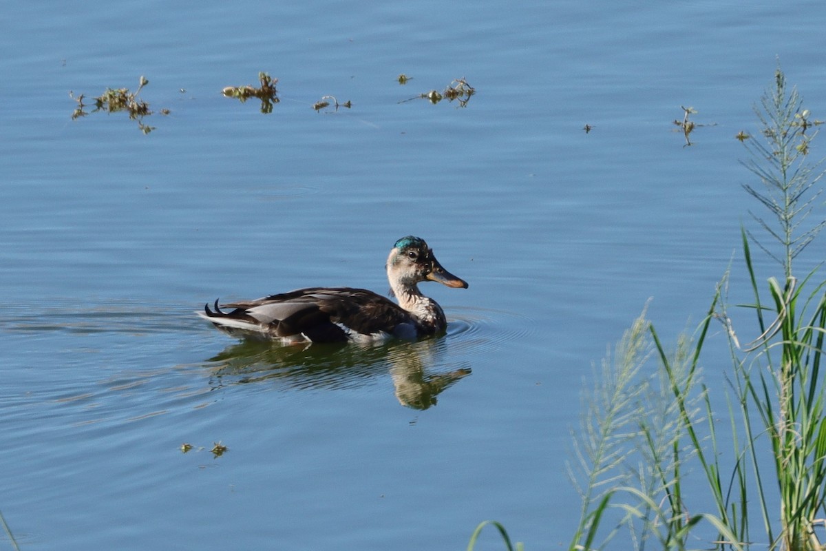 Mallard (Domestic type) - ML643251509