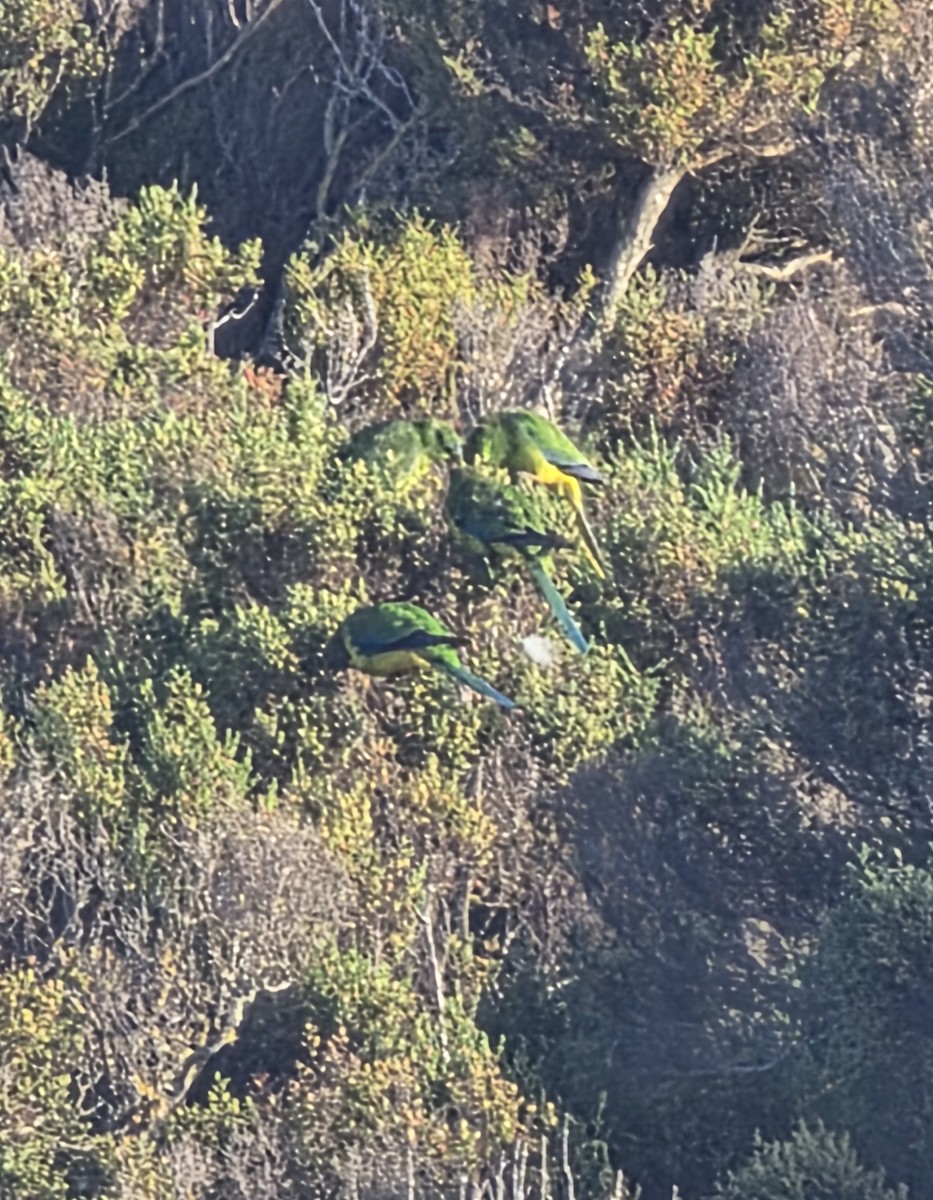 Orange-bellied Parrot - ML643251516