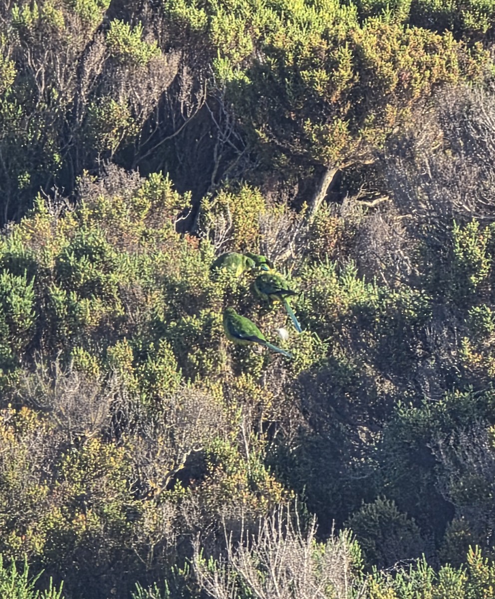 Orange-bellied Parrot - ML643251517
