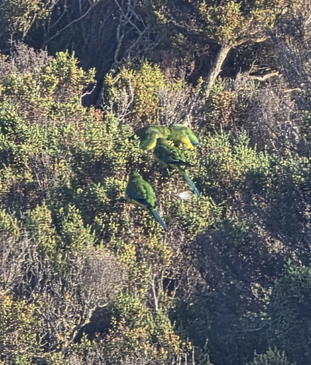 Orange-bellied Parrot - ML643251518