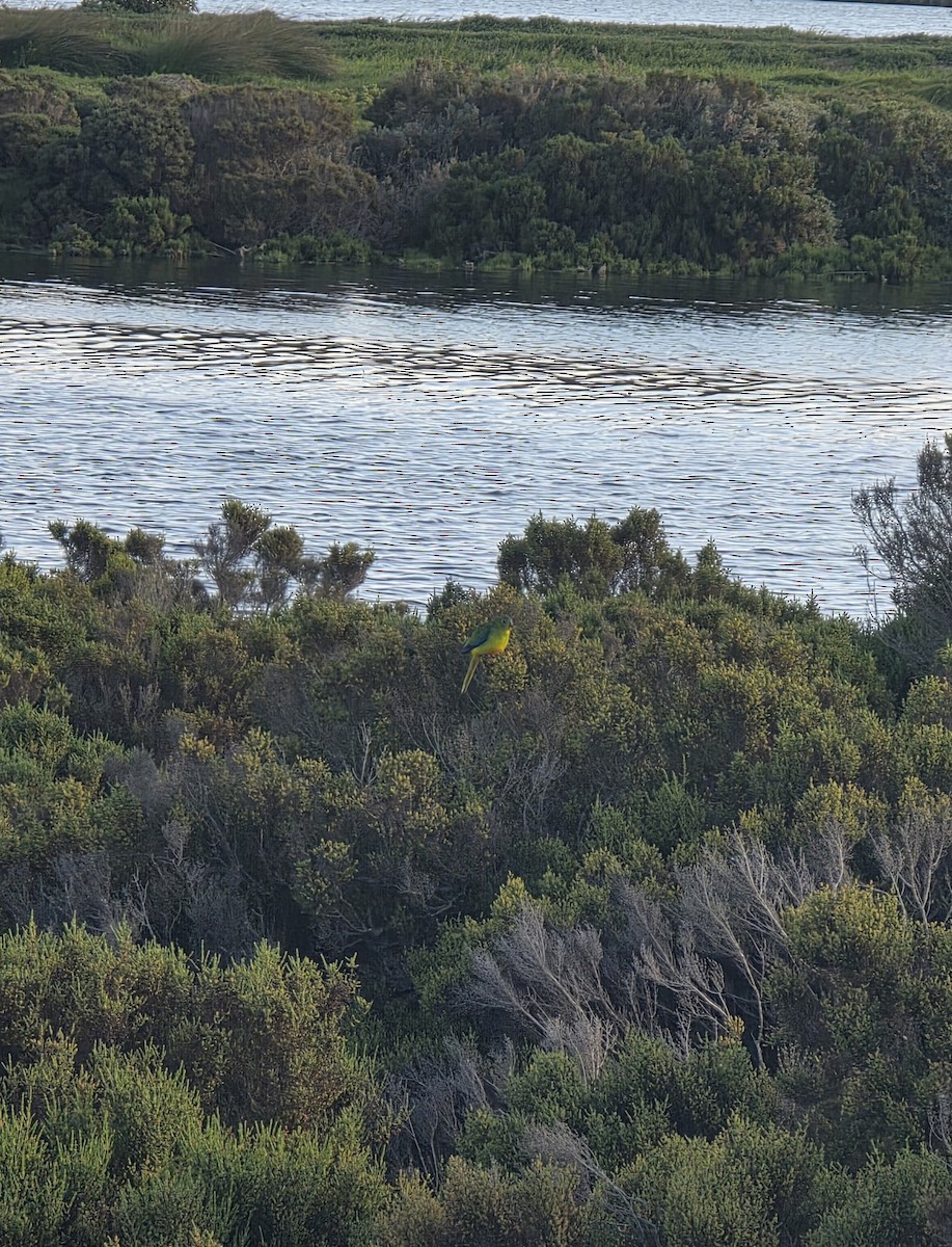 Orange-bellied Parrot - ML643251519