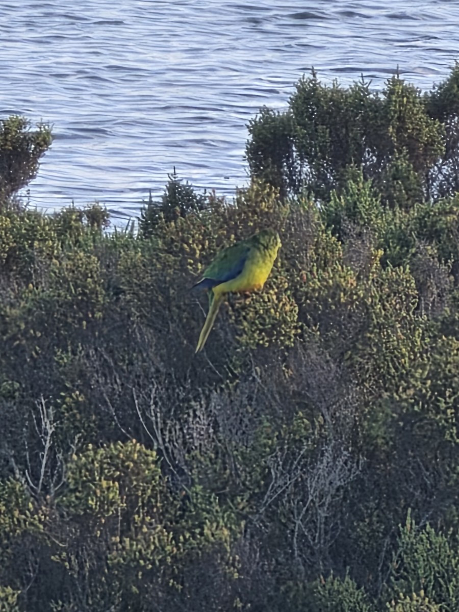 Orange-bellied Parrot - ML643251520