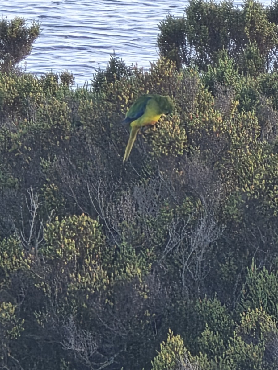 Orange-bellied Parrot - ML643251522